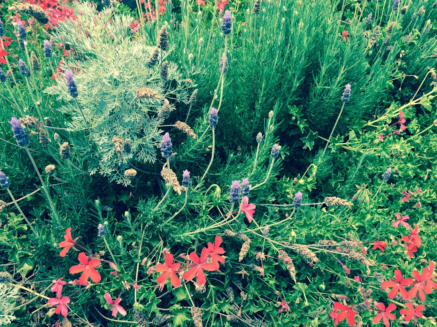flowers